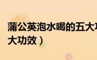 蒲公英泡水喝的五大功效（蒲公英泡水喝的五大功效）