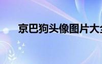 京巴狗头像图片大全（京巴狗怎么养）