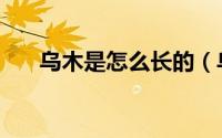 乌木是怎么长的（乌木是怎么形成的）