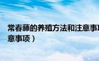 常春藤的养殖方法和注意事项大全（常春藤的养殖方法和注意事项）