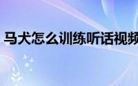 马犬怎么训练听话视频教程（马犬怎么训练）