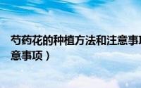 芍药花的种植方法和注意事项视频（芍药花的种植方法和注意事项）