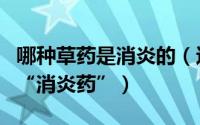 哪种草药是消炎的（这几种草药竟然是天然的“消炎药”）