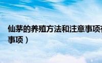 仙茅的养殖方法和注意事项有哪些（仙茅的养殖方法和注意事项）