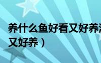 养什么鱼好看又好养活冷水鱼（养什么鱼好看又好养）