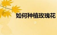如何种植玫瑰花（如何种植鲜花）