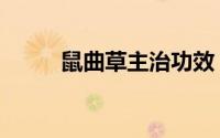 鼠曲草主治功效（鼠曲草的吃法）