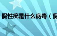 假性疣是什么病毒（假性湿疣就是病毒疣吗）