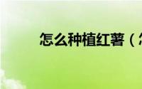 怎么种植红薯（怎么种植玉兰树）