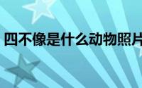四不像是什么动物照片（四不像是什么动物）