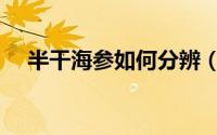 半干海参如何分辨（半干海参如何泡发）
