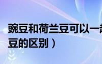 豌豆和荷兰豆可以一起炒着吃吗（豌豆和荷兰豆的区别）