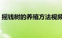 摇钱树的养殖方法视频（摇钱树的养殖方法）