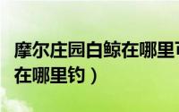 摩尔庄园白鲸在哪里可以获得（摩尔庄园白鲸在哪里钓）