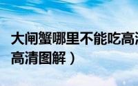 大闸蟹哪里不能吃高清图（大闸蟹哪里不能吃高清图解）