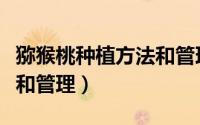 猕猴桃种植方法和管理技术（猕猴桃种植方法和管理）
