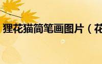 狸花猫简笔画图片（花狸猫的简笔画怎么画）