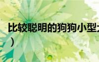 比较聪明的狗狗小型犬（比较聪明的狗有哪些）