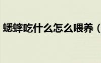 蟋蟀吃什么怎么喂养（蟋蟀吃什么怎么喂养）