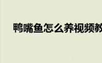 鸭嘴鱼怎么养视频教程（鸭嘴鱼怎么养）