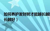 如何养护发财树才能越长越好视频（如何养护发财树才能越长越好）
