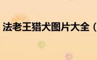 法老王猎犬图片大全（法老王猎犬图片设计）