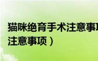 猫咪绝育手术注意事项有哪些（猫咪绝育手术注意事项）