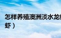 怎样养殖澳洲淡水龙虾（如何养殖澳洲淡水龙虾）