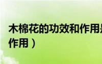木棉花的功效和作用是什么（木棉花的功效和作用）