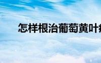 怎样根治葡萄黄叶病（怎样根治鼻炎）