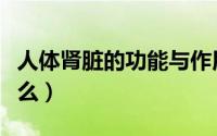 人体肾脏的功能与作用（人体肾脏的功能是什么）