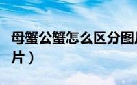 母蟹公蟹怎么区分图片（母蟹公蟹怎么区分图片）