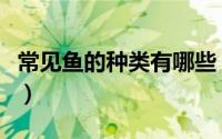 常见鱼的种类有哪些（鱼类最常见品种有哪些）
