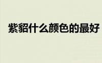 紫貂什么颜色的最好（紫貂什么颜色最贵）