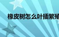 橡皮树怎么叶插繁殖（橡皮树怎么剪枝）