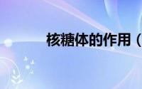 核糖体的作用（核糖体的作用）