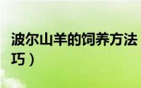波尔山羊的饲养方法（波尔山羊养殖的五个技巧）