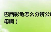 巴西彩龟怎么分辨公母（巴西彩龟怎么分辨公母啊）