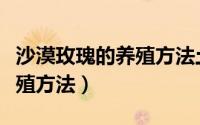 沙漠玫瑰的养殖方法土壤配比（沙漠玫瑰的养殖方法）