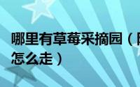 哪里有草莓采摘园（附近的草莓采摘园在哪里怎么走）