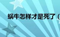 蜗牛怎样才是死了（蜗牛怎样才能产卵）