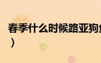 春季什么时候路亚狗鱼（春季什么时候钓鱼好）