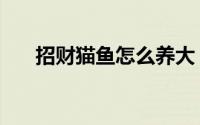 招财猫鱼怎么养大（招财猫鱼怎么养）