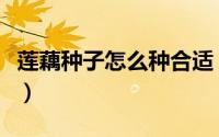 莲藕种子怎么种合适（莲藕种子怎么种植方法）