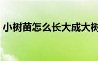小树苗怎么长大成大树的（小树苗怎么种植）