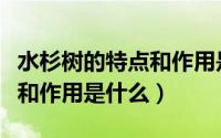 水杉树的特点和作用是什么呢（水杉树的特点和作用是什么）