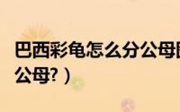 巴西彩龟怎么分公母图解（巴西彩龟怎么分辨公母?）