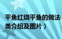 平鱼红烧平鱼的做法（红烧平鱼的做法海洋鱼类介绍及图片）