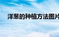 洋葱的种植方法图片（洋葱的种植方法）