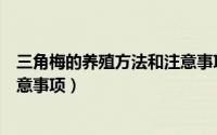 三角梅的养殖方法和注意事项大全（三角梅的养殖方法和注意事项）